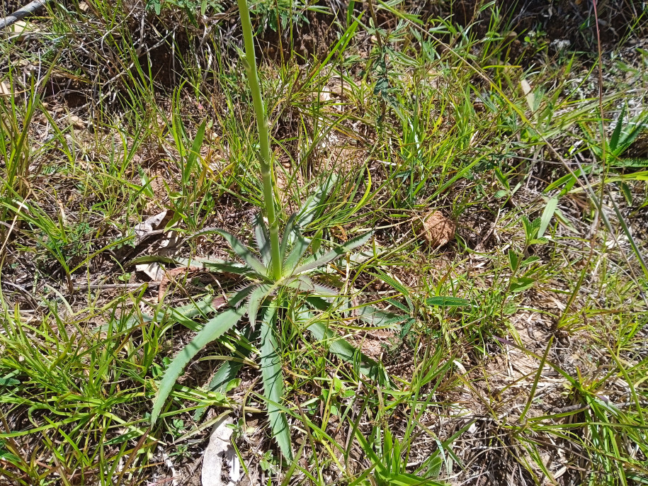 Eryngium elegans (Apiaceae)