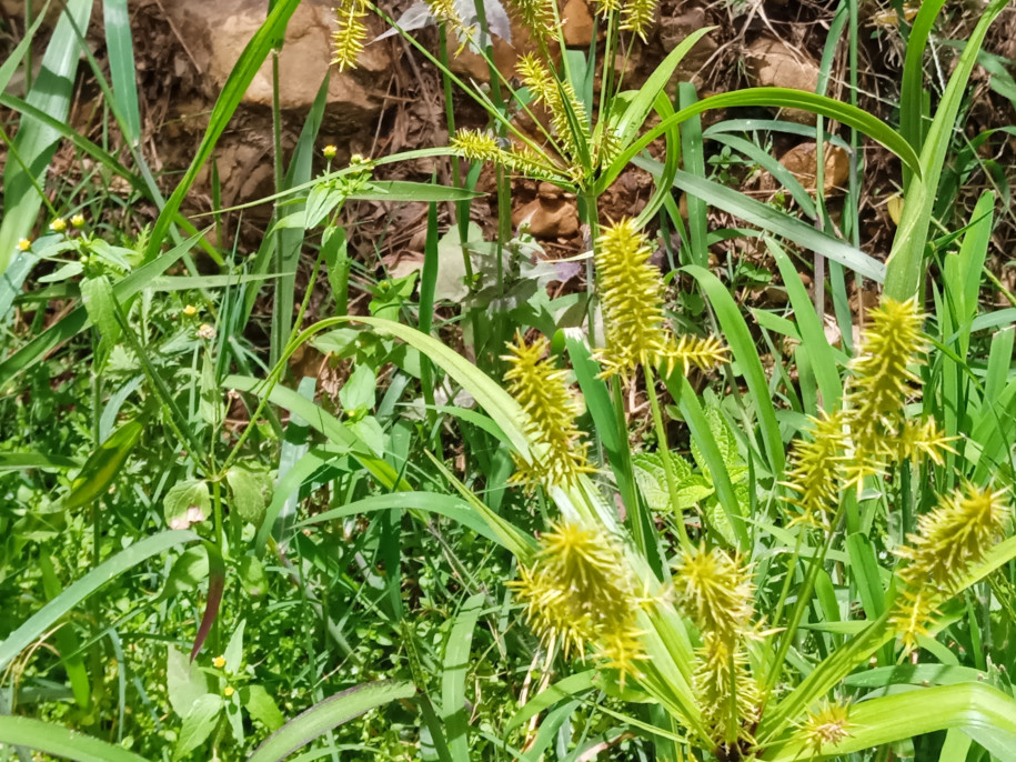 Cyperus sp. (Cyperaceae)