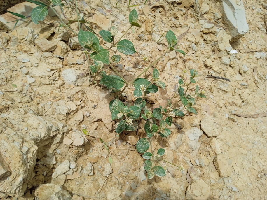 Alternanthera sp. (Amaranthaceae)