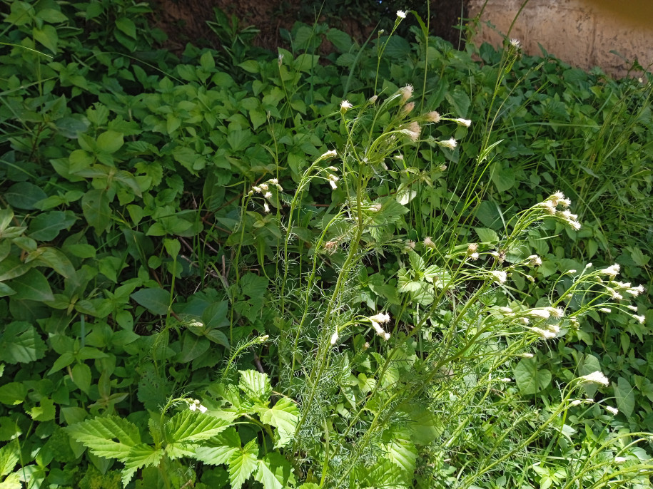 Asteraceae sp.