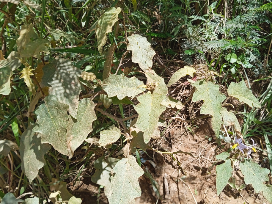 Solanum sp. (Solanaceae)