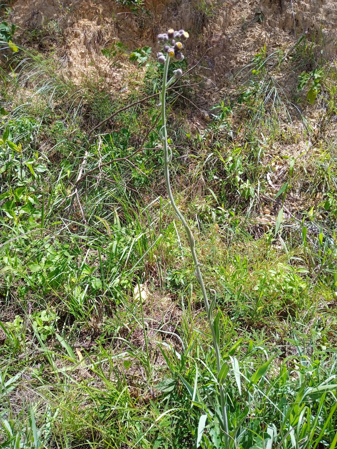 Erigeron (?) sp. (Asteraceae)