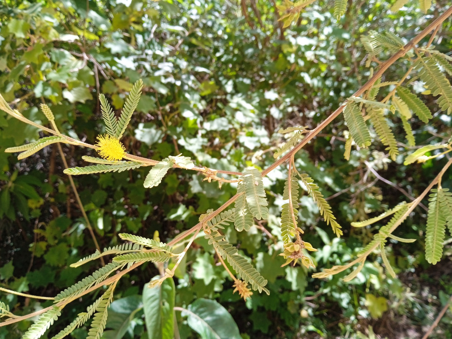 Mimosoideae sp. (Fabaceae)