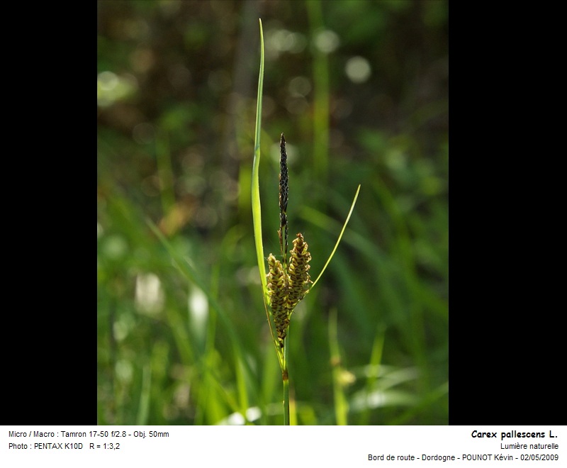 carex_pallescens_l_01.jpg