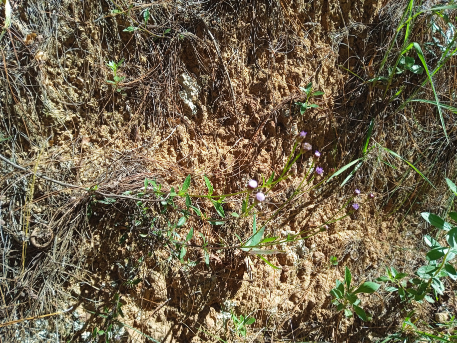 Vernonieae (?) (Asteraceae)