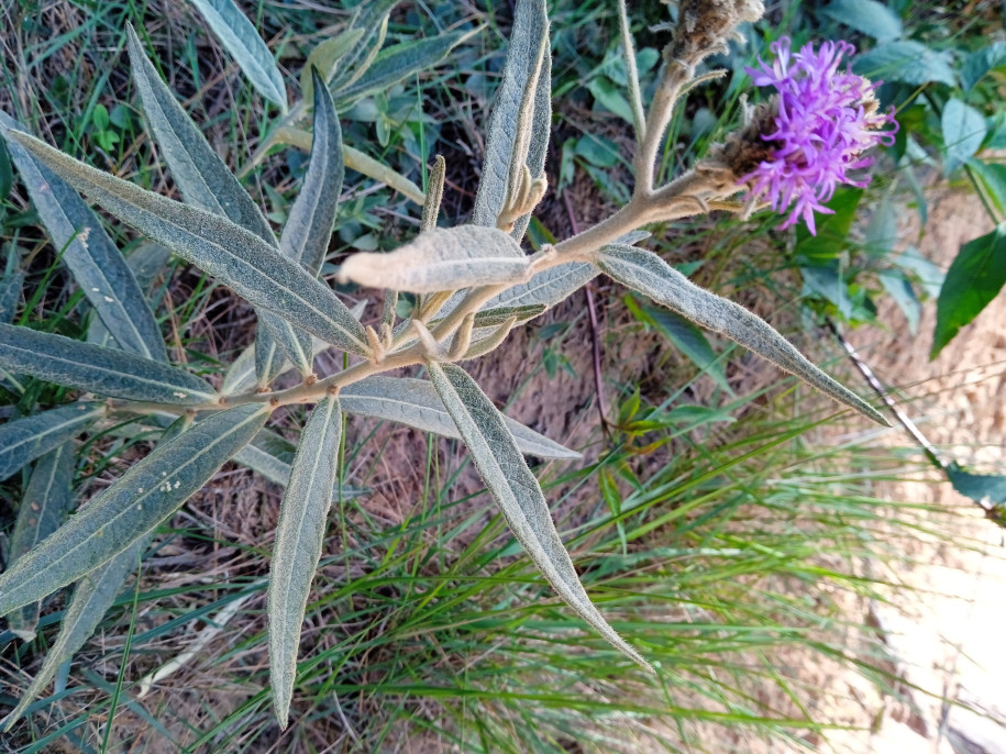 Vernonieae (?) (Asteraceae)