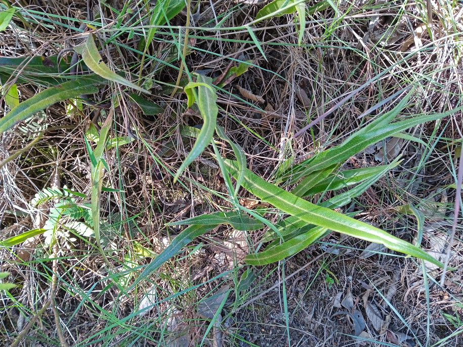 Asplenium (?) (Aspleniaceae)