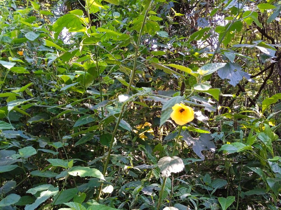 Malvaceae (?)