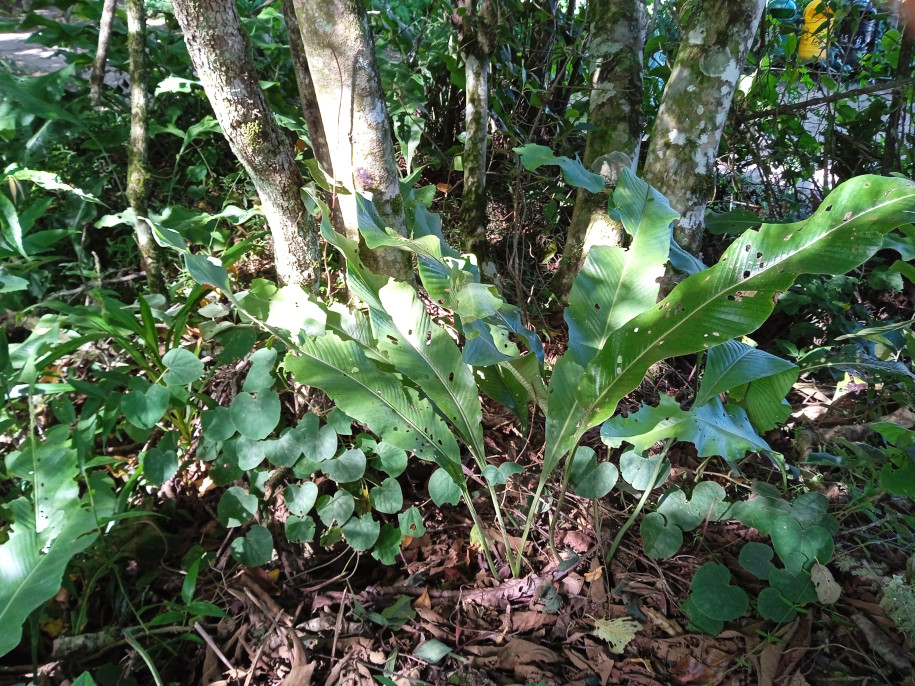 Asplenium (?) (Aspleniaceae)