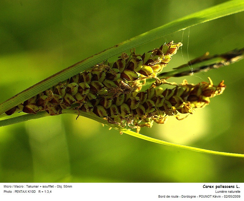 carex_pallescens_l_02.jpg