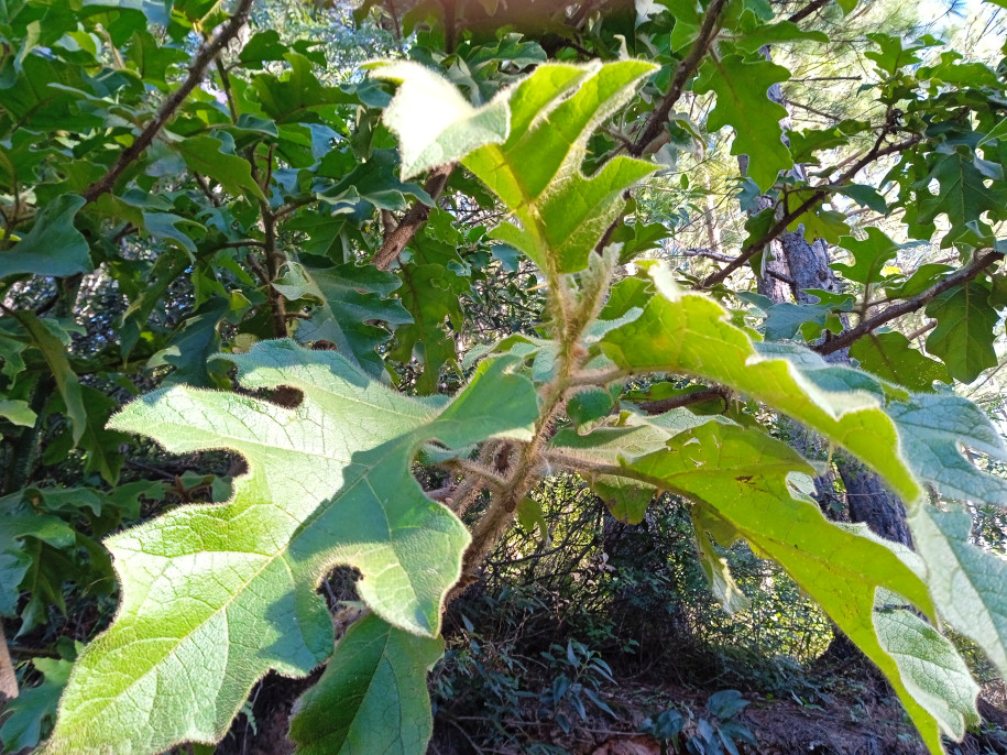 Solanum sp. (Solanaceae)