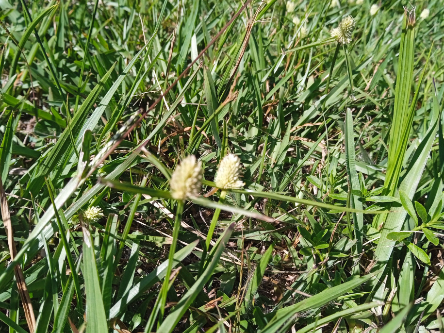 Cyperus brevidolius (Cyperaceae)