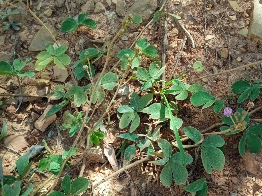 Mimosa albida (Fabaceae)