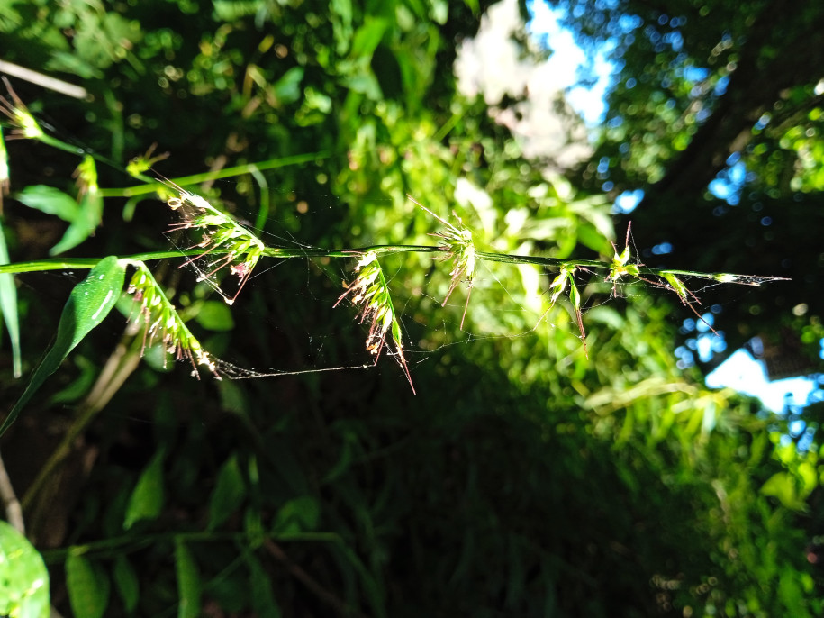 Oplismenus compositus (Poaceae)