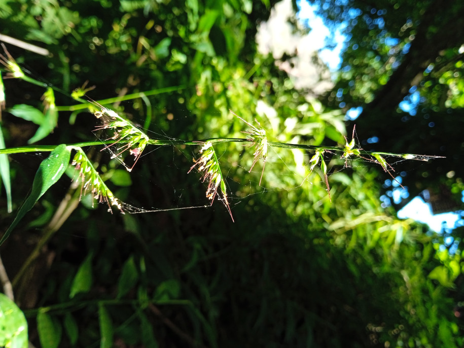 Oplismenus compositus (Poaceae)