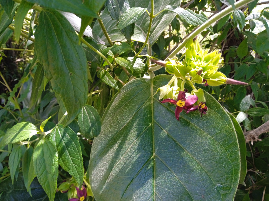 Prestonia sp. (Apocynaceae)