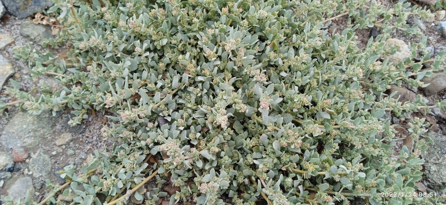 Amaranthaceae indéterminée