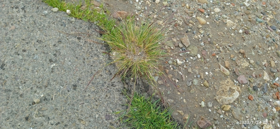 Poaceae sp.