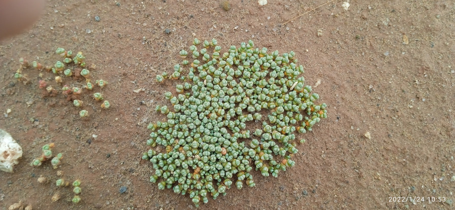 Sarcocornia pulvinata (Amaranthaceae)