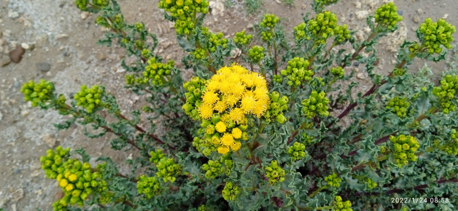 Senecio dryophyllus (Asteraceae)