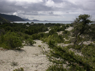 dune de l'ostriconi 6.jpg