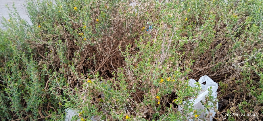 Senecio eriophyton (Asteraceae)