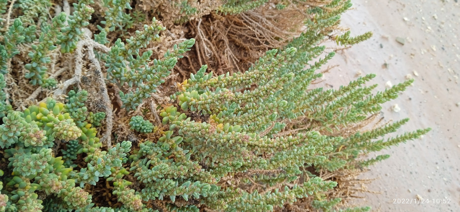 Suaeda foliosa (?) (Amaranthaceae)