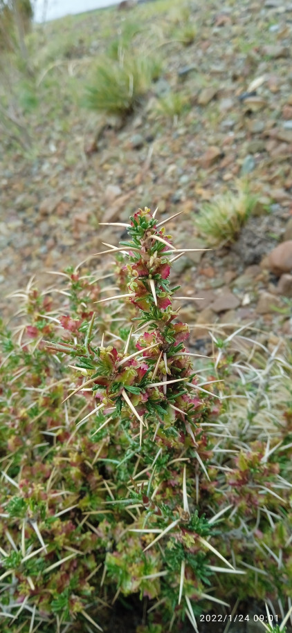 Tetraglochin cristatus (Rosaceae)