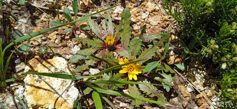 Hypochaeris meyeniana (Asteraceae)