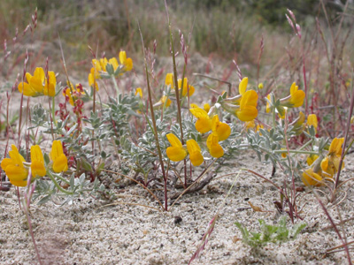 Lotus cytisoides conradiae pl.1.jpg