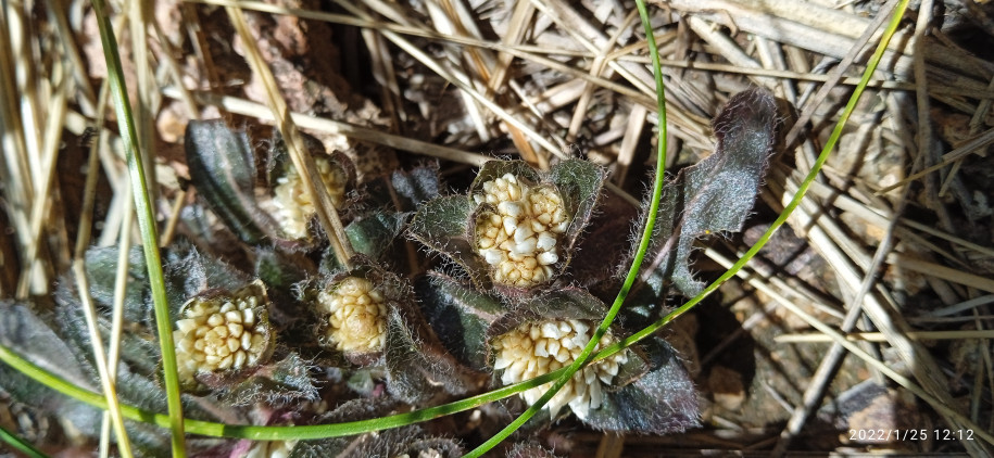 Gomphrena meyeniana (Amaranthaceaeà