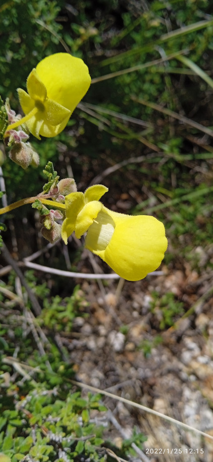 Calceolaria tripartita (Calceolariaceae)