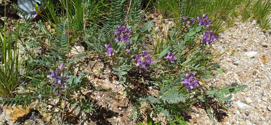 Astragalus sp. (Fabaceae)
