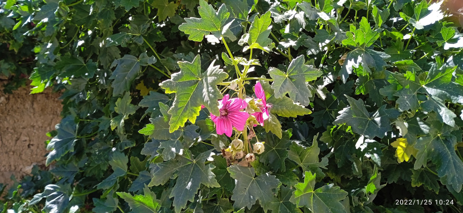 Malva assurgentiflora (Malvaceae)