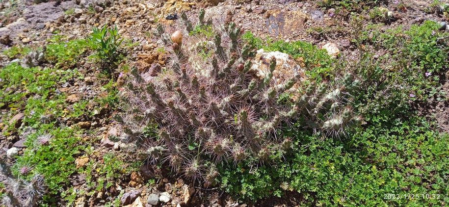 Maihueniopsis sp. (Cactaceae)