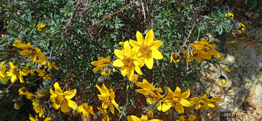 Bidens feulifolia (Asteraceae)