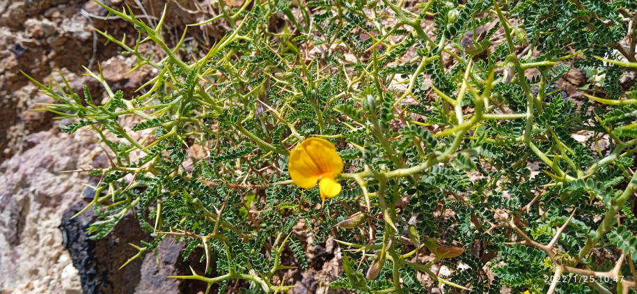 Adesmia sp. (Fabaceae)