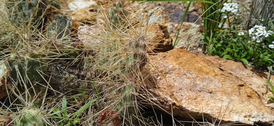 Maihueniopsis sp. (Cactaceae)