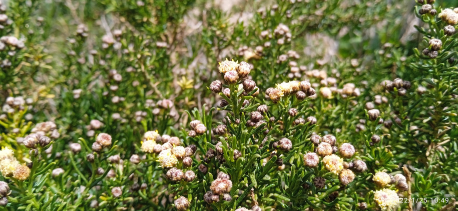 Baccharis boliviensis (Asteraceae)
