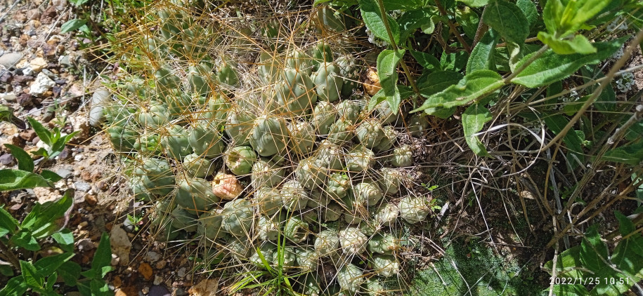 Maihueniopsis sp. (Cactaceae)