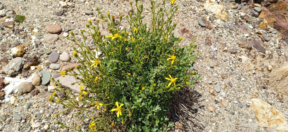 Senecio sp. (Asteraceae)