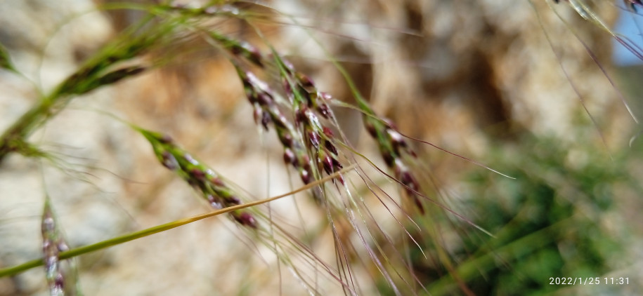 Poaceae sp.