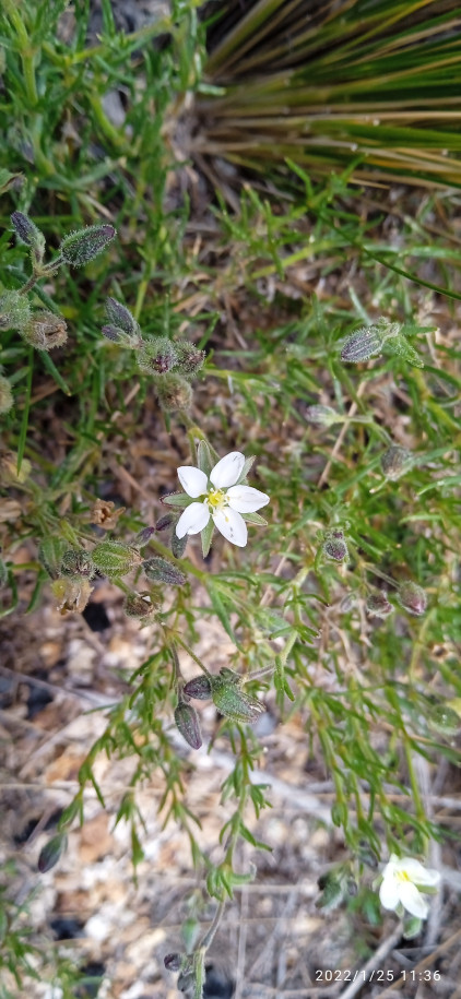 Spergularia ? (Caryophyllaceae)