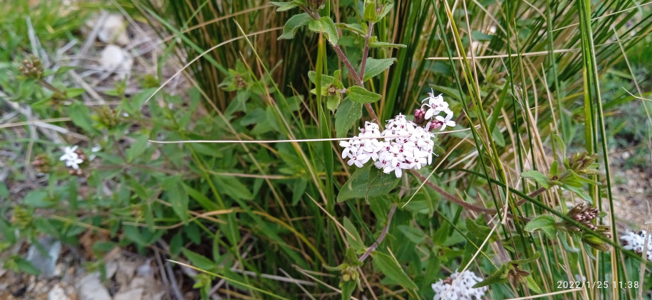 Verbenaceae ?