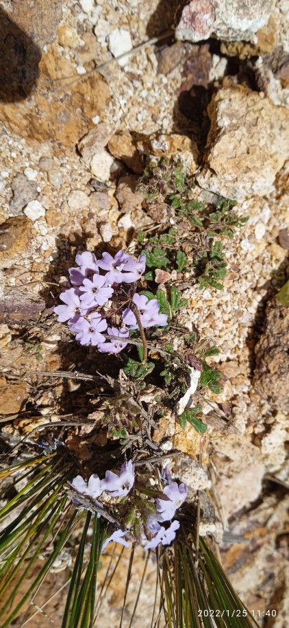 Glandularia gooddingii (Verbenaceae)