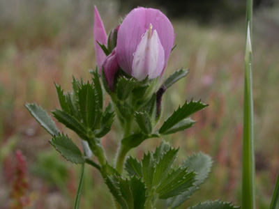 Ononis diffusa f.infl.3.jpg