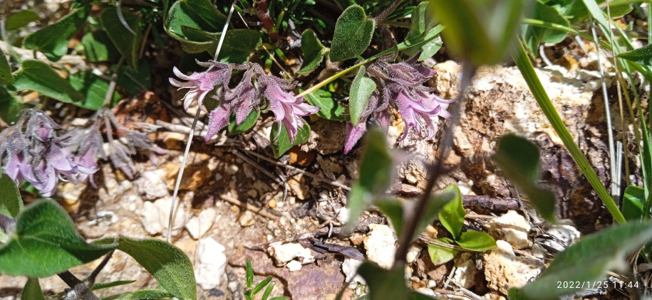 Philibertia parviflora (Apocynaceae)