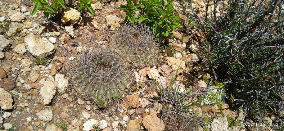 Un beau Cactaceae