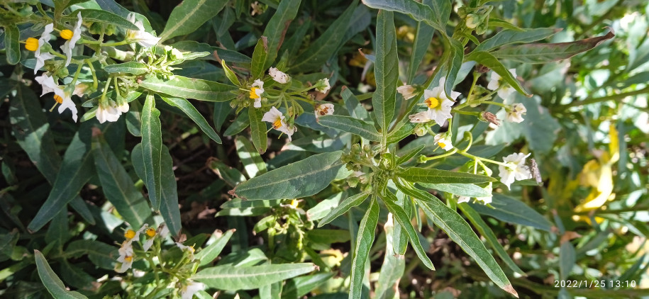 Solanum sp. (Solanaceae)