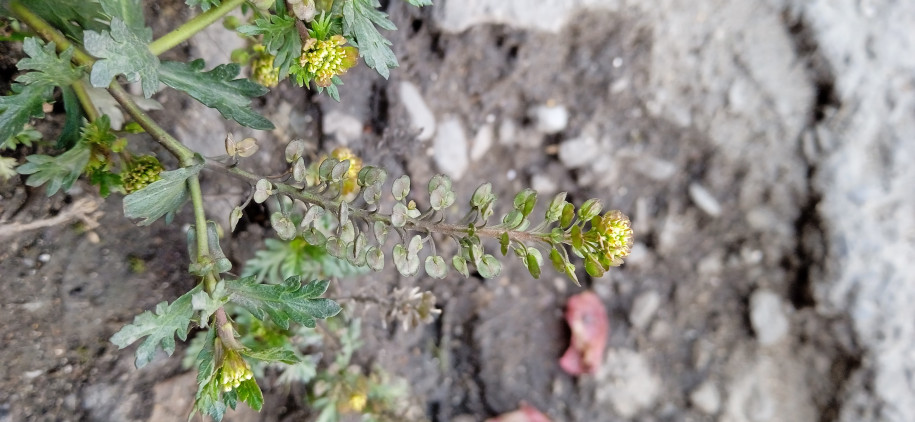 Lepidium didymum (Brassicaceae)